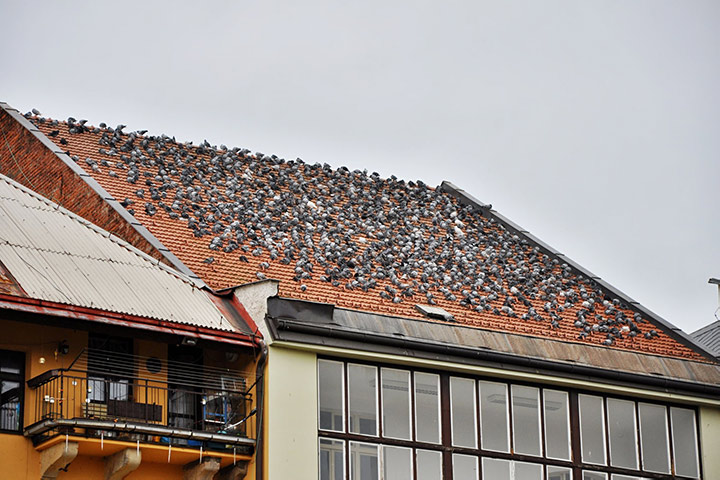 A2B Pest Control are able to install spikes to deter birds from roofs in Normanton. 