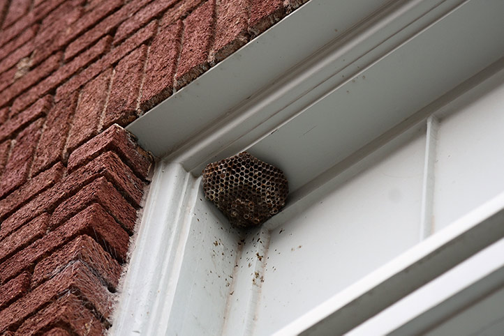 We provide a wasp nest removal service for domestic and commercial properties in Normanton.
